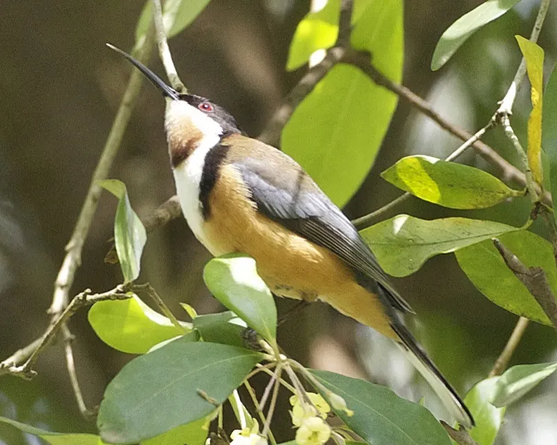 File:Eastern spinebill (Acanthorhynchus tenuirostris).jpg