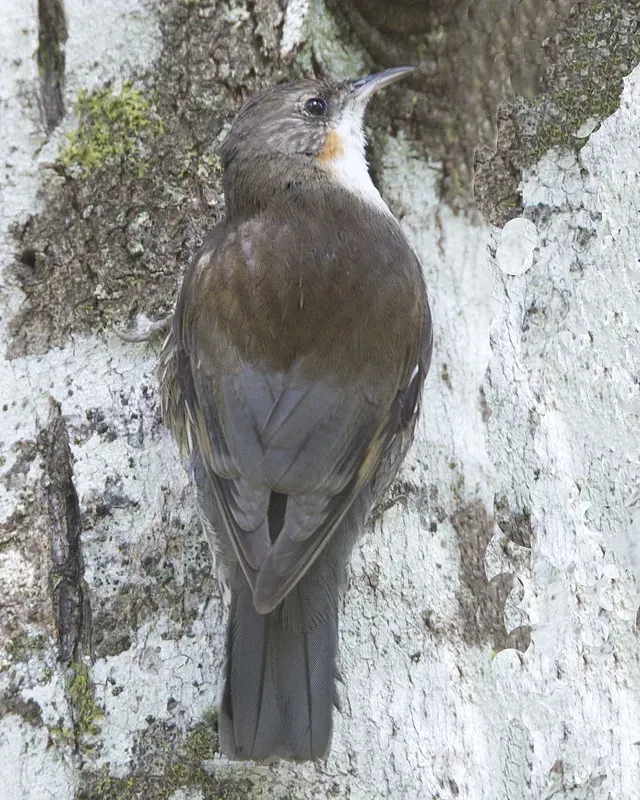 File:White-throated Treecreeper (Cormobates leucophaea).jpg