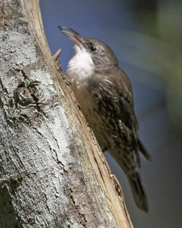 File:White-throated Treecreeper (Cormobates leucophaea) 3.jpg