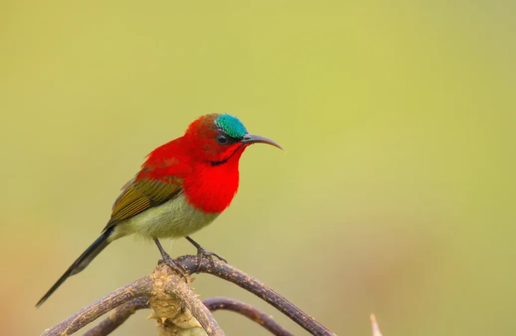 File:Crimson sunbird(Aethopyga siparaja).jpg