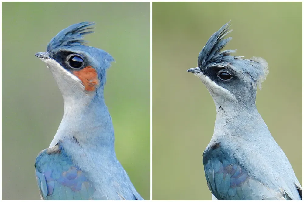 File:Crested treeswift (Hemiprocne coronata) Male Female Photographs by Shantanu Kuveskar.jpg
