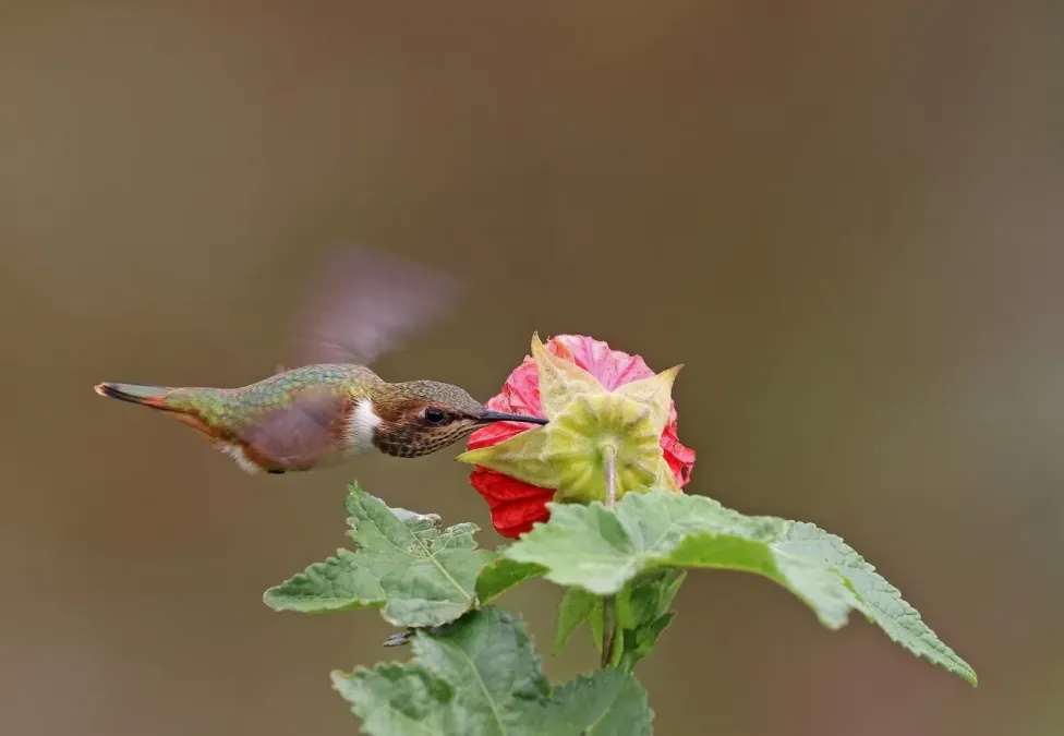 File:Volcano hummingbird (Selasphorus flammula) female in flight 3.jpg