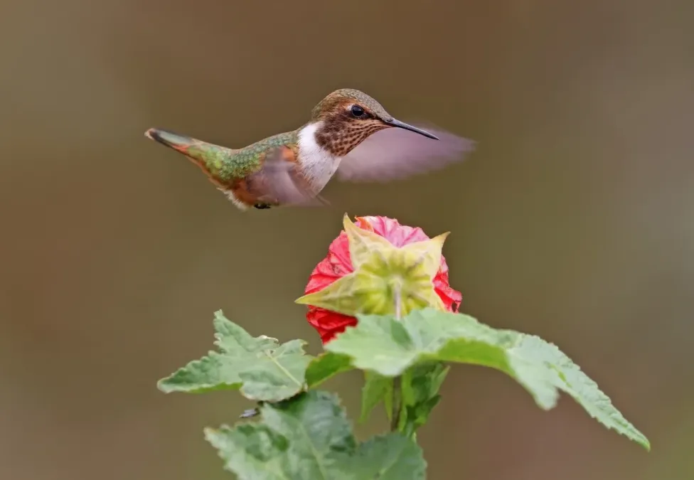 File:Volcano hummingbird (Selasphorus flammula) female in flight 1.jpg