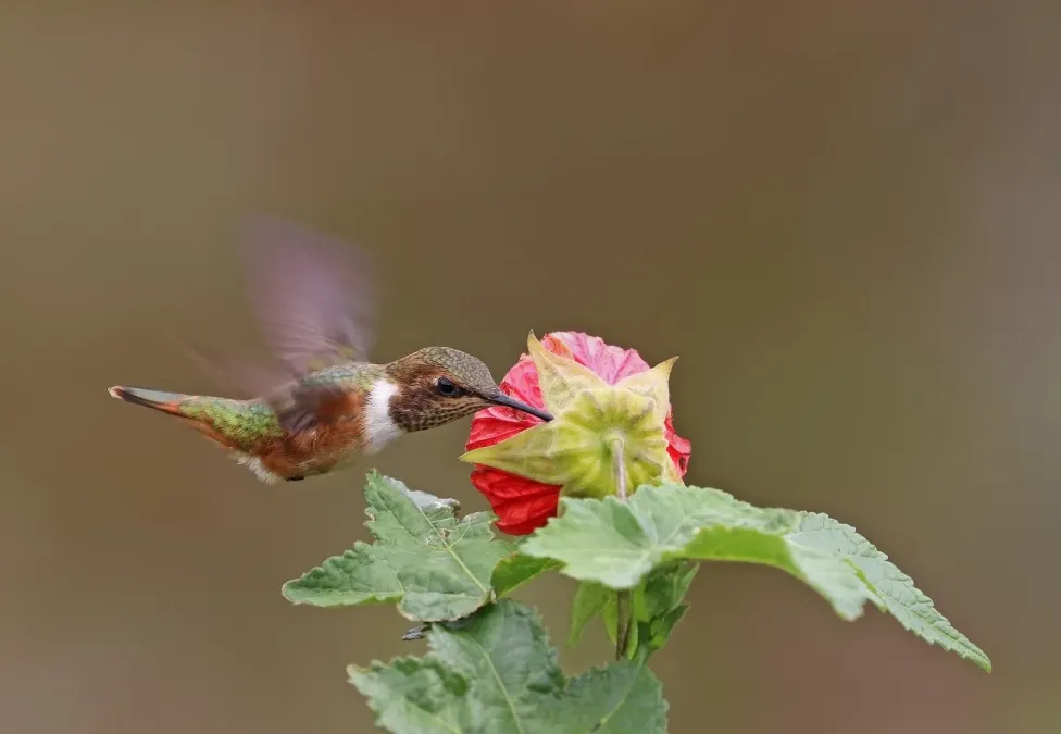 File:Volcano hummingbird (Selasphorus flammula) female in flight 2.jpg