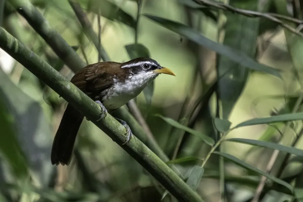 File:Pomatorhinus melanurus, Sinharaja B48A871.jpg