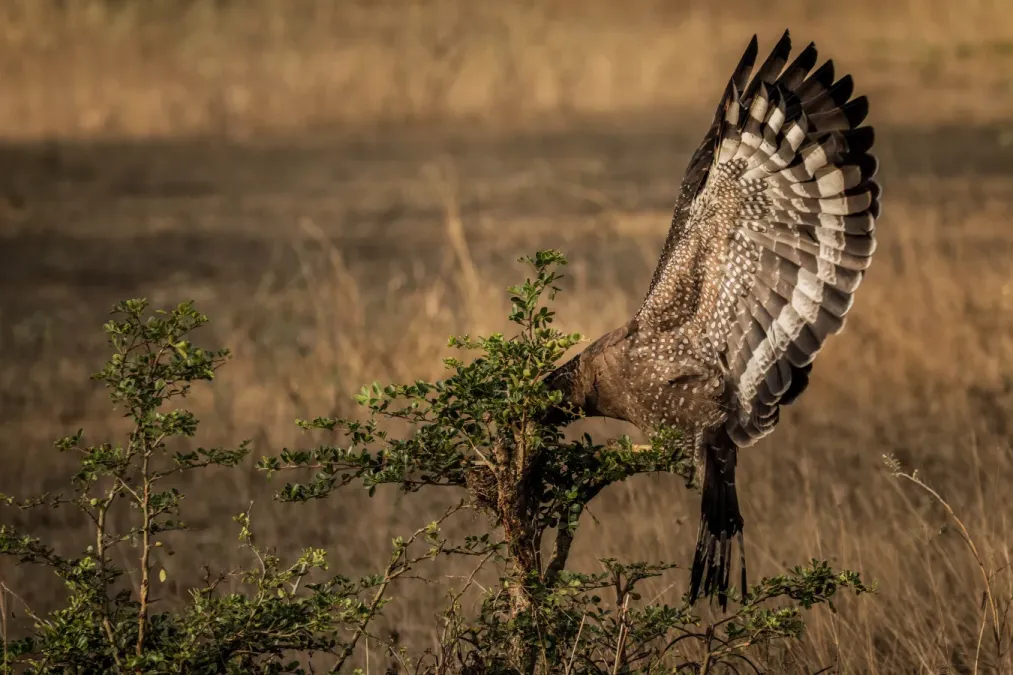 File:Crested serpent eagle - (Spilornis cheela) 1.jpg