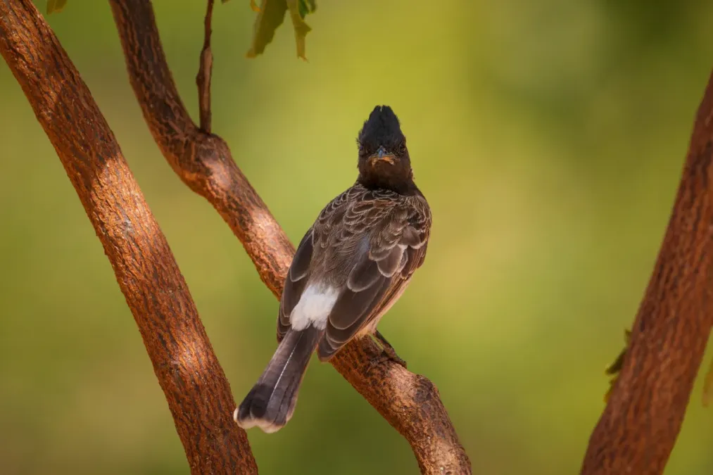 File:Red-vented bulbul (Pycnonotus cafer) 01.jpg