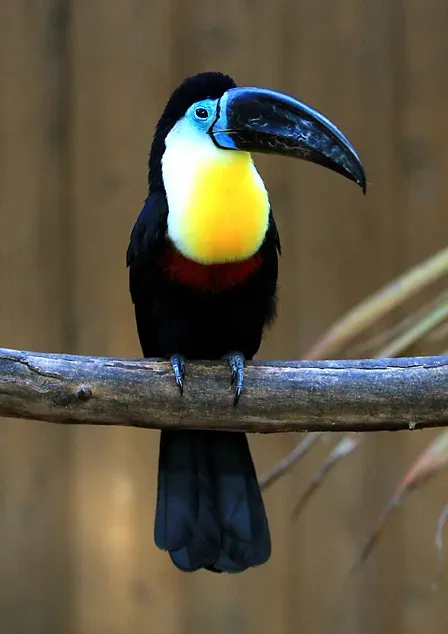 File:Ramphastos vitellinus -Matsue Vogel Park-8a-4c.jpg