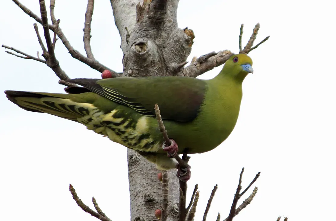 File:Treron formosae (cropped).jpg