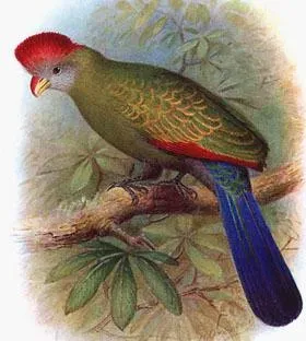 File:Tauraco bannermani by Henrik Grönvold (cropped 2) .jpg