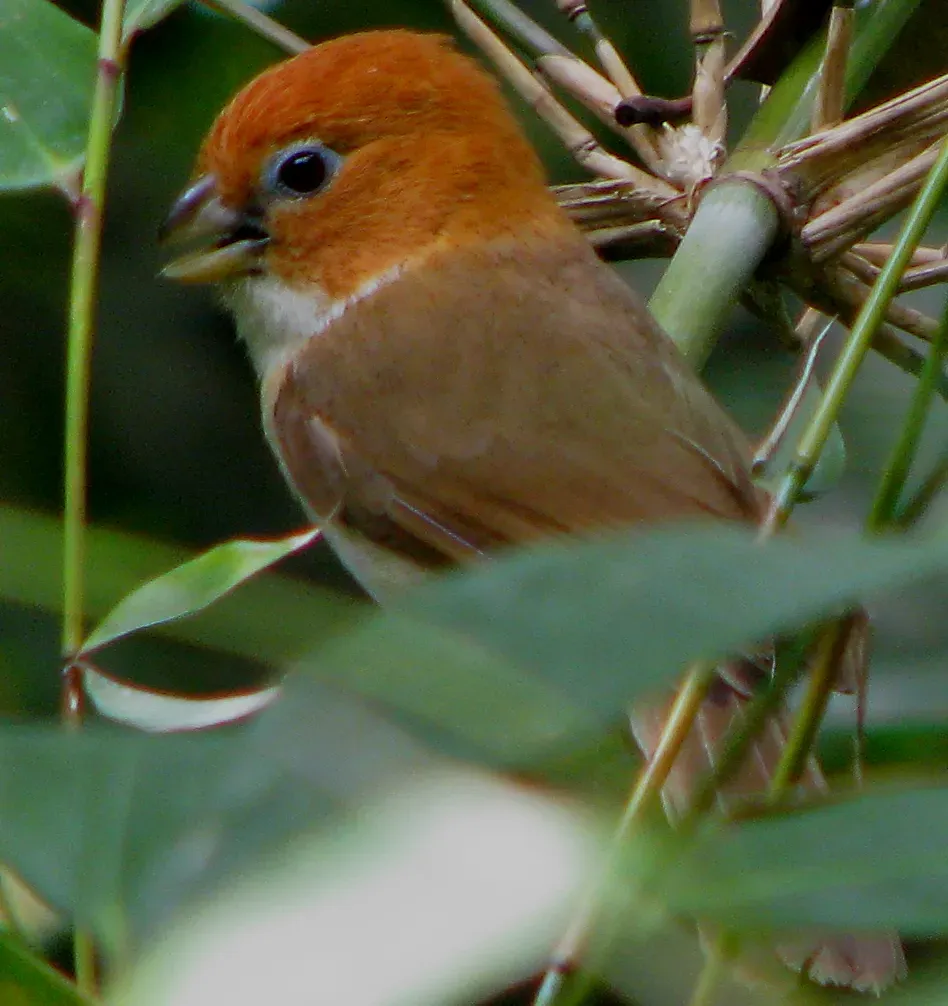 File:Paradoxornis ruficeps (cropped).jpg