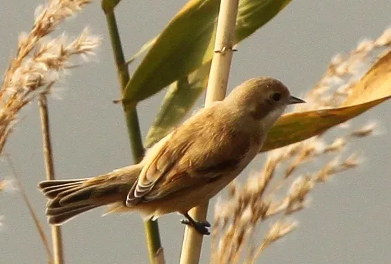 File:Remiz consobrinus southern Japan (cropped).jpg