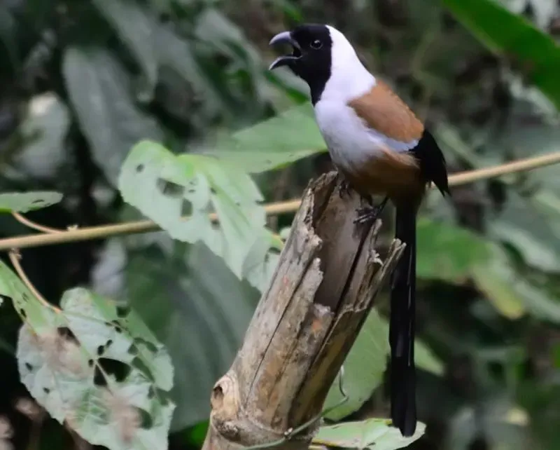 File:Dendrocitta frontalis (cropped).jpg