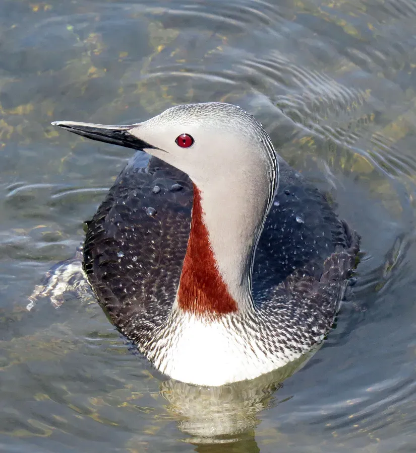 File:Red-throated Loon (Gavia stellata) - Summer plumage breeding adult2.jpg