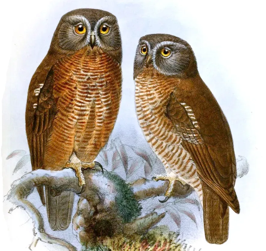 File:NinoxHypogrammaKeulemans (cropped).jpg