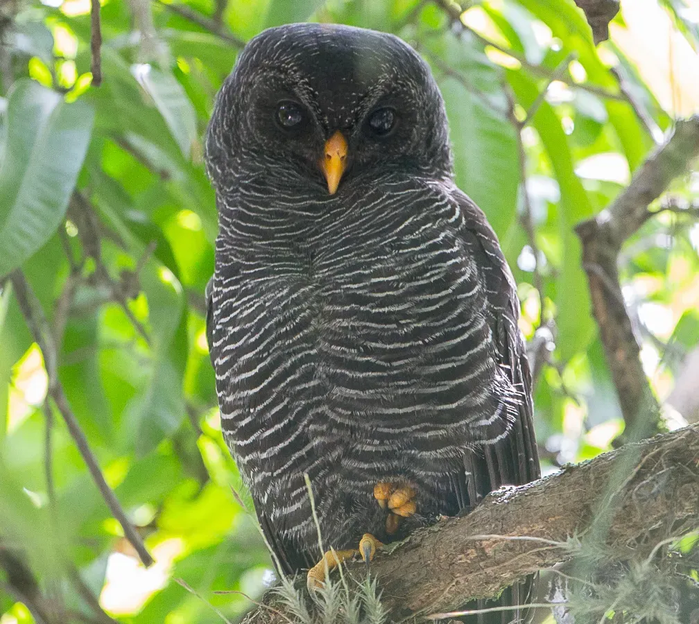 File:Coruja-preta (Strix huhula) (cropped).jpg