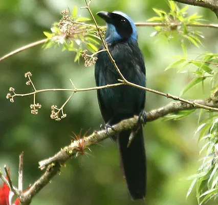 File:Cyanolyca pulchra -NW Ecuador-6 (cropped).jpg