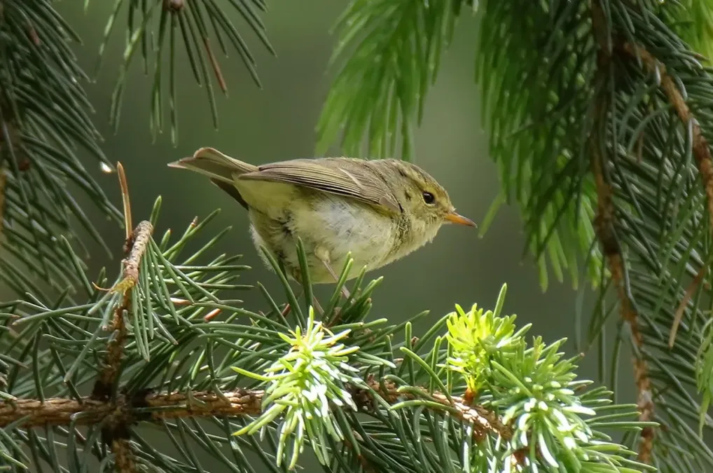 File:Phylloscopus subviridis (cropped).jpg