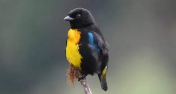 File:Bangsia melanochlamys - Tangara aurinegra - Black-and-Gold Tanager (8553364280) (cropped).jpg