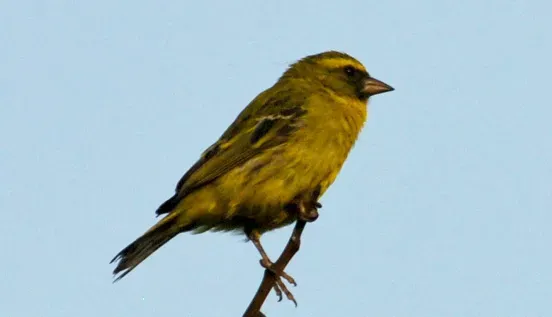 File:Crithagra frontalis (cropped).jpg
