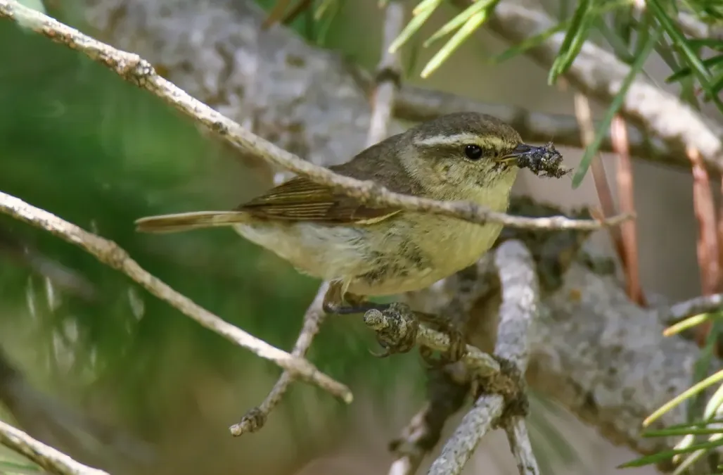 File:Tytler's Leaf Warbler (Phylloscopus tytleri) (39638080561) (cropped).jpg
