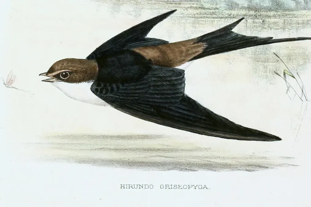 File:Pseudhirundo griseopyga Sharpe (cropped).jpg