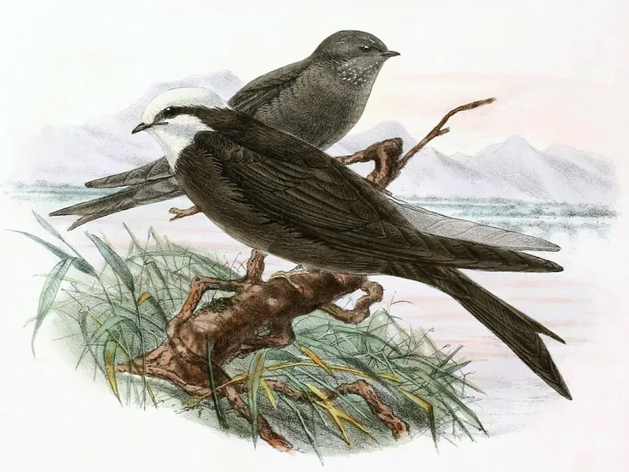 File:Psalidoprocne albiceps 1894 (cropped).jpg