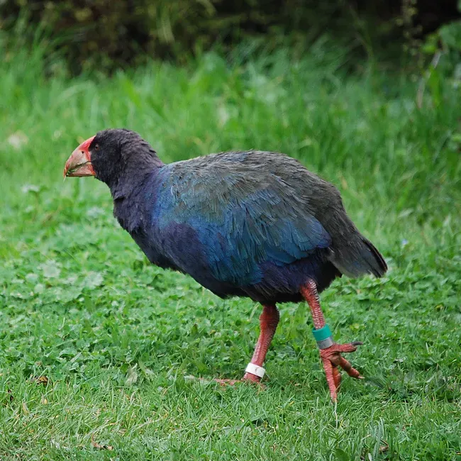 File:Porphyrio hochstetteri -Tiritiri Matangi Island-8b-3c.jpg