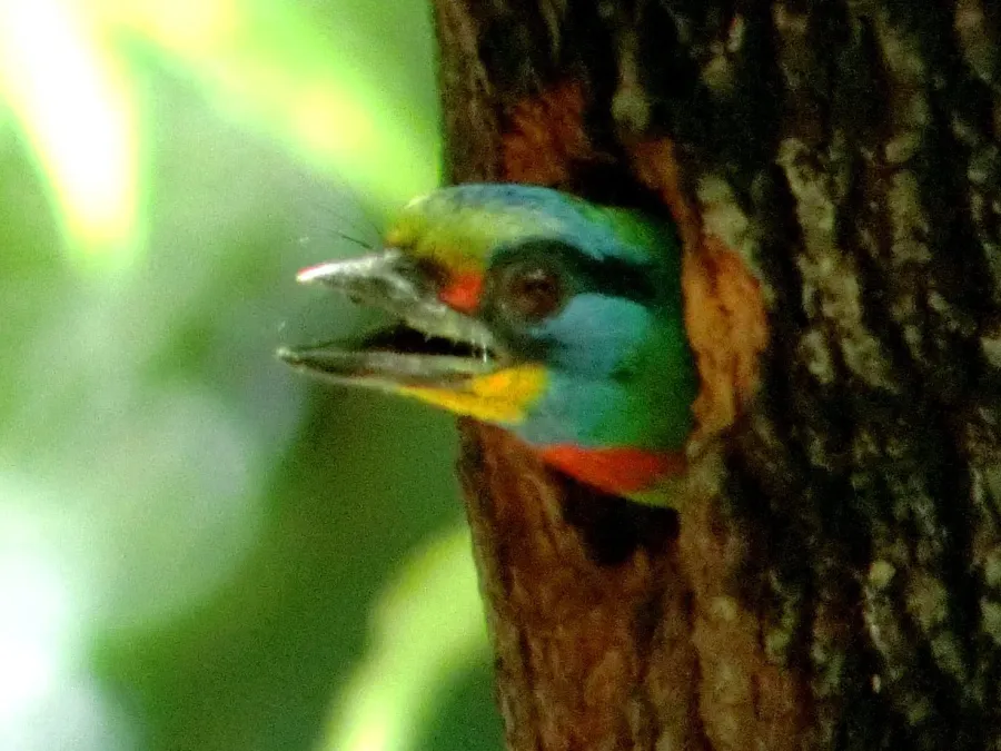 File:Psilopogon nuchalis (17970422481).jpg