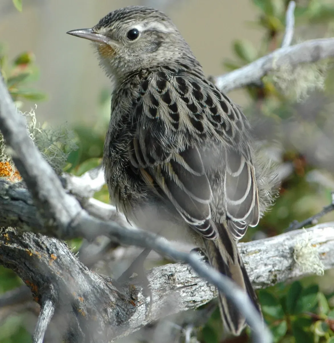 File:Austral Canastero (Asthenes anthoides) from behind (cropped).jpg