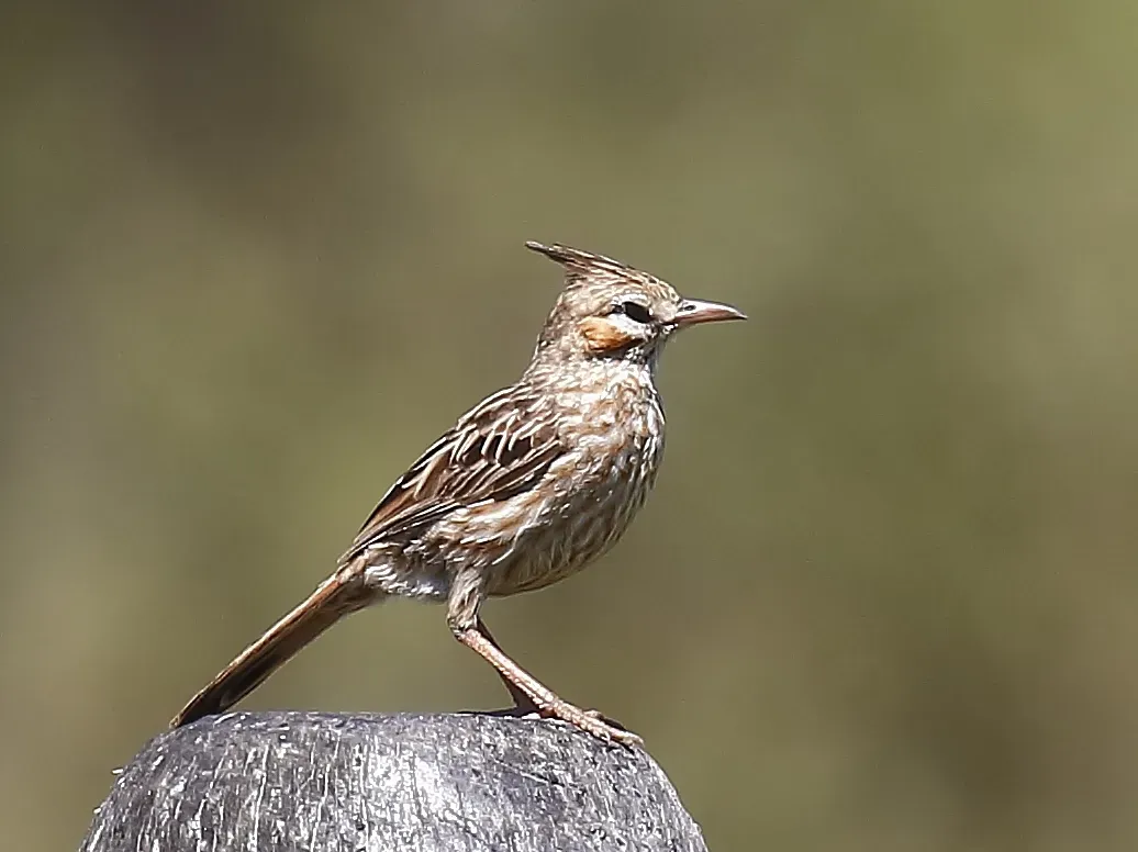 File:Coryphistera alaudina - Lark-like Brushrunner; Capivara, Santa Fe, Argentina.jpg