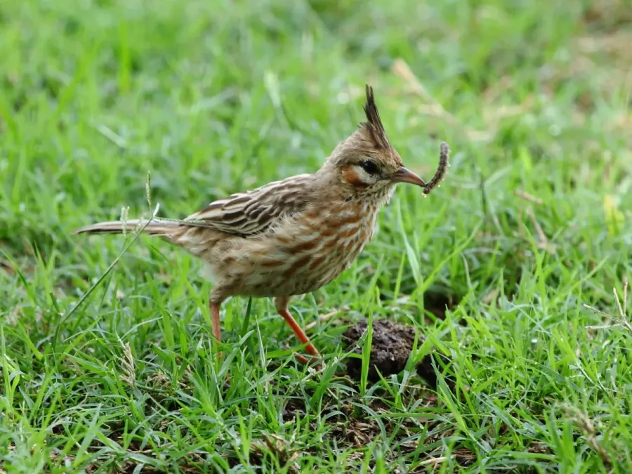 File:Coryphistera alaudina - Lark-like Brushrunner feeding; Capivara, Santa Fe, Argentina.jpg