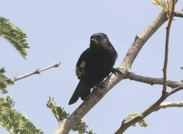 File:Melaniparus carpi, Kunene River Lodge, Birding Weto, a (cropped).jpg