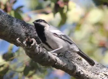 File:Melaniparus griseiventris, oog van Cuitorivier, Birding Weto, a (cropped).jpg