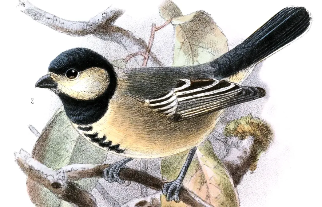 File:Melaniparus thruppi Keulemans (cropped).jpg