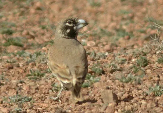 File:Alouette de Clot Bey Ramphocoris clotbey (cropped).jpg