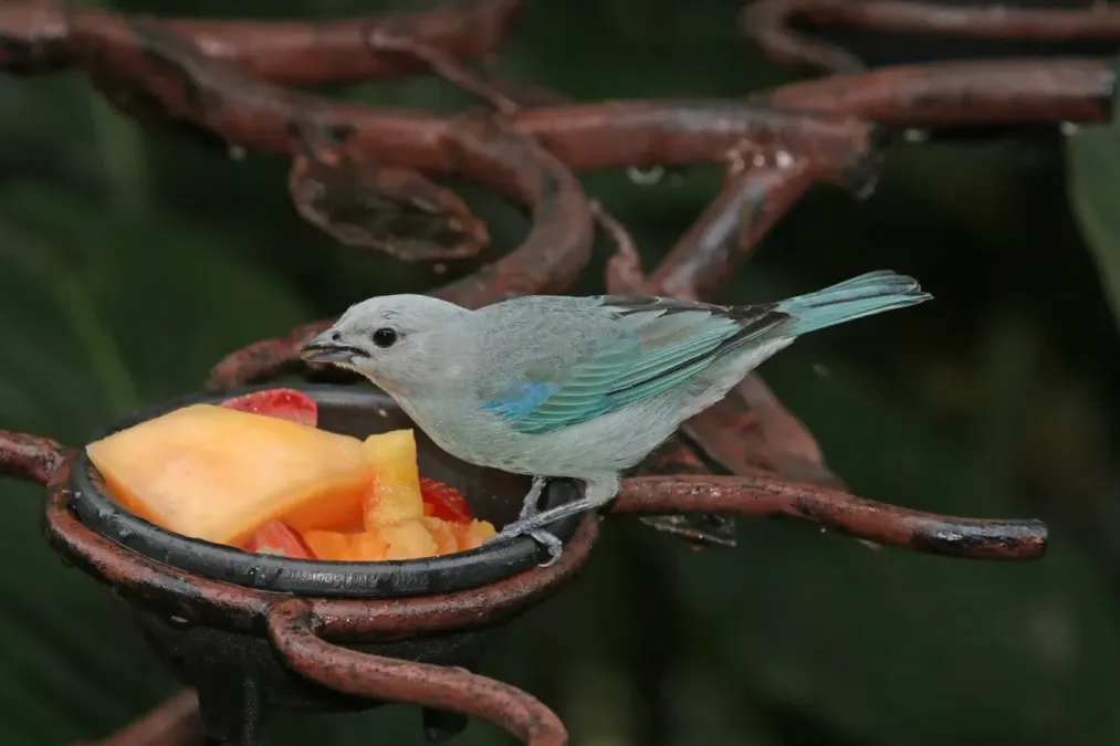 File:Blue-grey tanager (Thraupis episcopus cana).jpg