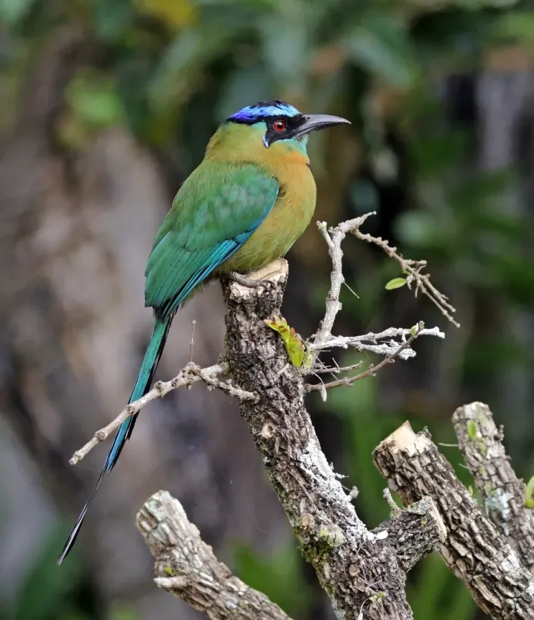 File:Lesson's motmot (Momotus lessonii lessonii).jpg