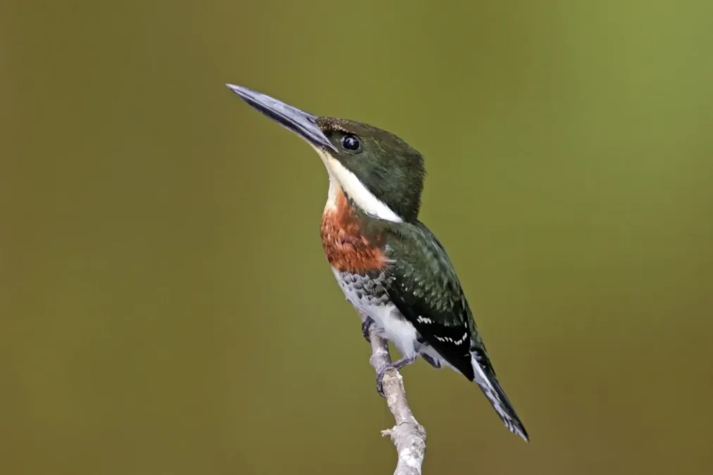 File:Green kingfisher (Chloroceryle americana septentrionalis) male.jpg