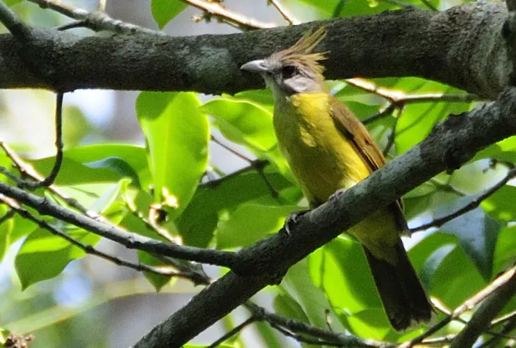File:White-throated Bulbul (Alophoixus flaveolus) in tree, from front (cropped).jpg