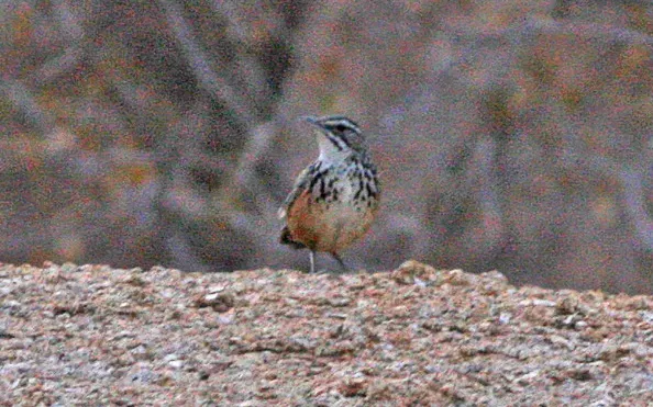 File:Rockrunner (Achaetops pycnopygius) (8077262741) (cropped).jpg
