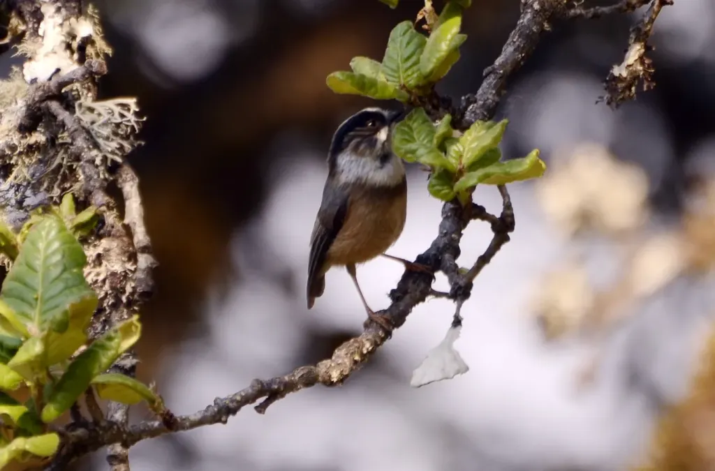 File:White-throated bushtit (Aegithalos niveogularis) JEG9985 (cropped 2).jpg