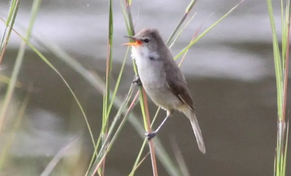 File:Acrocephalus rufescens, Menongue, Birding Weto, a (cropped).jpg