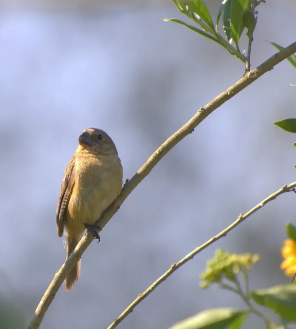 File:Sporophila leucoptera front.jpg