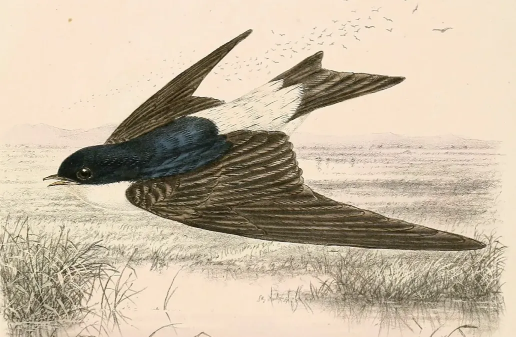 File:Delichon urbicum lagopodum 1894 (cropped).jpg