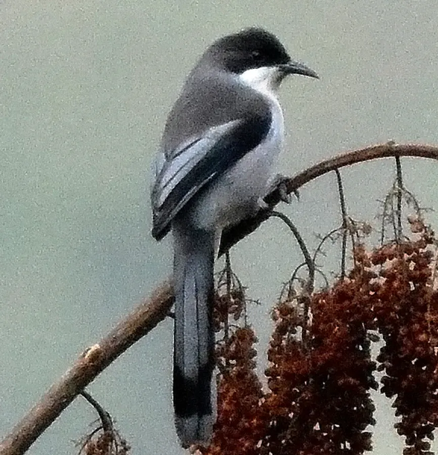 File:Grey Sibia Heterophasia gracilis by Dr. Raju Kasambe (cropped).jpg