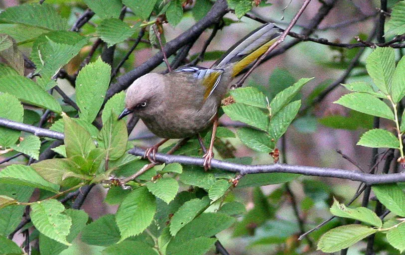 File:Trochalopteron elliotii (cropped).jpg