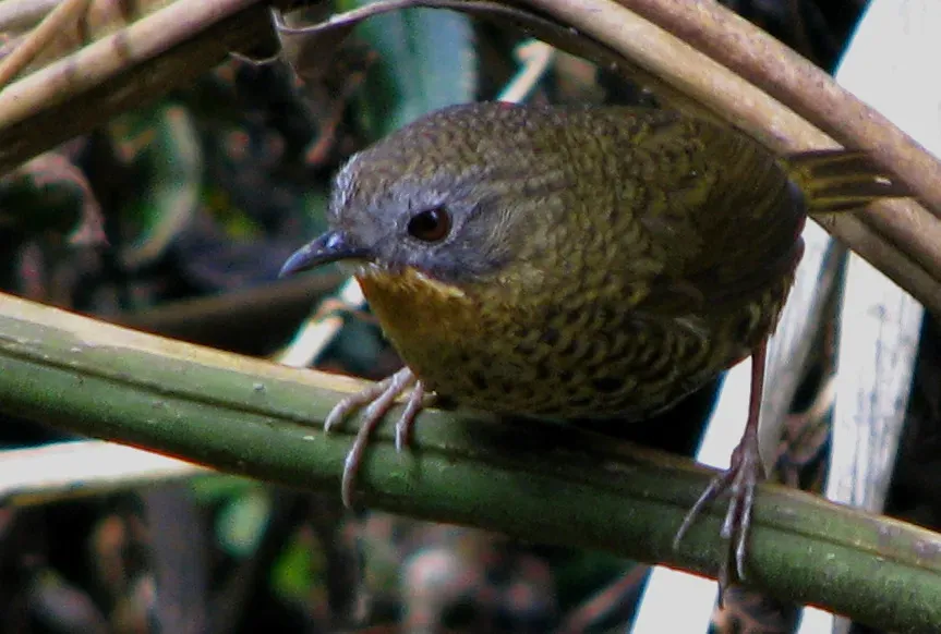 File:Spelaeornis caudatus (cropped).jpg