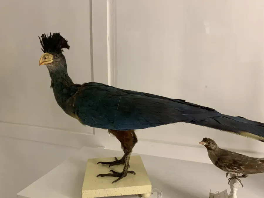 File:Taxidermied Great Blue Turaco (Corythaeola cristata) at Museu da Ciência da Universidade de Coimbra.jpg