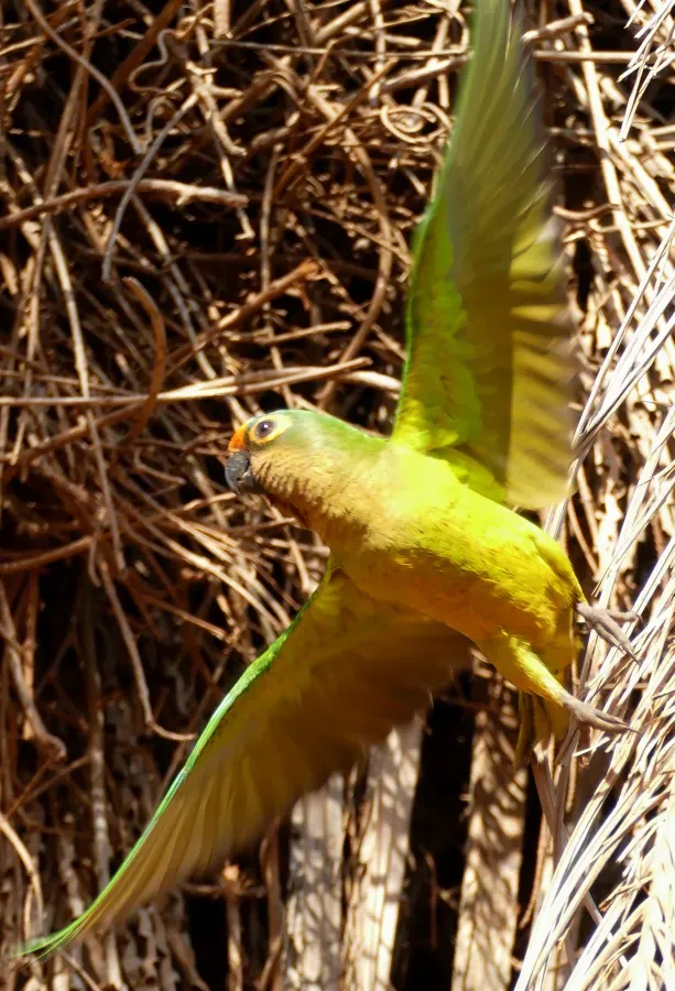 File:Peach-fronted Parakeet (Eupsittula aurea) taking off.jpg